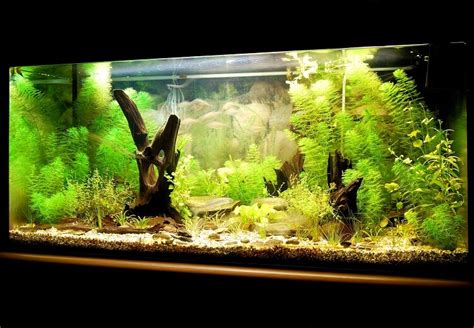 100 Gallon Fish Tank Guide: Stocking Ideas, Setup and More ...