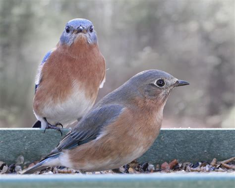 Male/Female pair of Eastern Bluebirds - FeederWatch