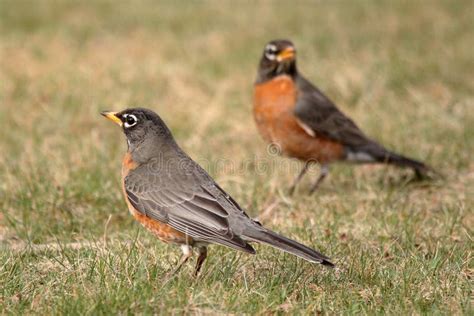 American Robin Eggs Stock Photo Image Of Spots Wildlife 22933510