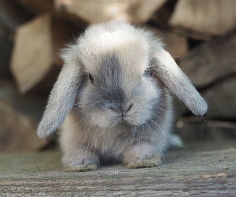 Mini Lop Harlequin Miniwidder Zwergkaninchen Minilop Nhd Mini Lop