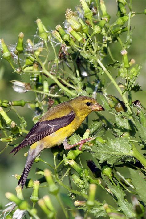 American Goldfinch Facts Habitat Diet Life Cycle Pictures