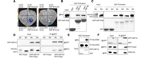 The Histone Chaperones Asf1a And Asf1b Interact With Pif7 Download Scientific Diagram