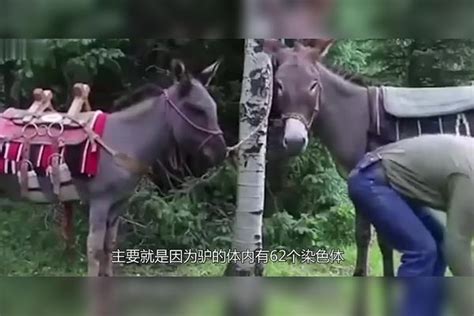 骡子究竟能不能生育？瞧瞧马和驴都干了啥？把骡子坑惨了