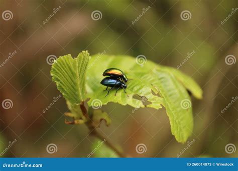 Closeup Of Leaf Beetles On A Plant Leaf Stock Image Image Of Detail