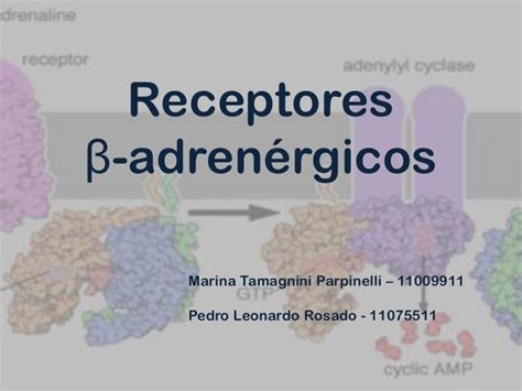 Receptores Beta Adrenérgicos