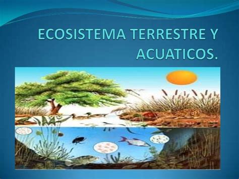 Ecosistema Acuatico Y Terrestre Que Es Y Diferencias Rainy Weathers