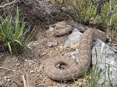 The Nurturing Nature of Rattlesnakes – ASP