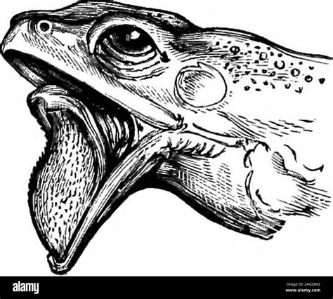 Frog tongue out Black and White Stock Photos & Images - Alamy