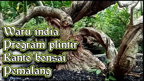 Bonsai Waru India Hasil Programan Ranto Bonsai Youtube