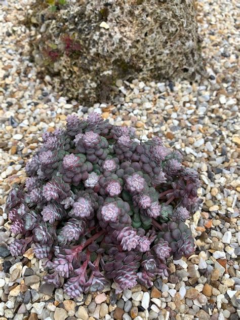 All Plants Sedum Spathulifolium The Beth Chatto Gardens