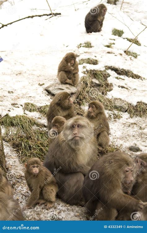 Asia monkeys stock image. Image of peanut, expression - 4332349