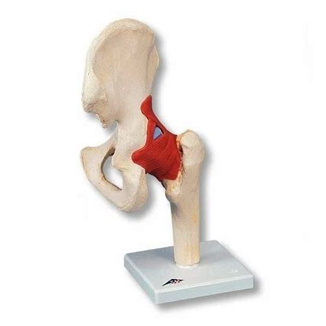 hip joint   price  pune  xitij instruments private limited