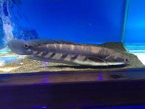 Great Snakehead (Channa marulius) - The Free Freshwater and Saltwater ...