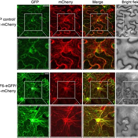 Subcellular Distribution Of GhADF6EGFP Fusion Proteins Tobacco Leaf