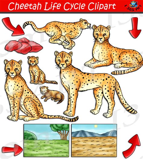 Life Cycle Of A Cheetah