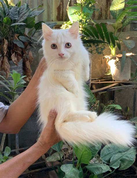 Munchkin Cat Lovers Philippines | Bulacan