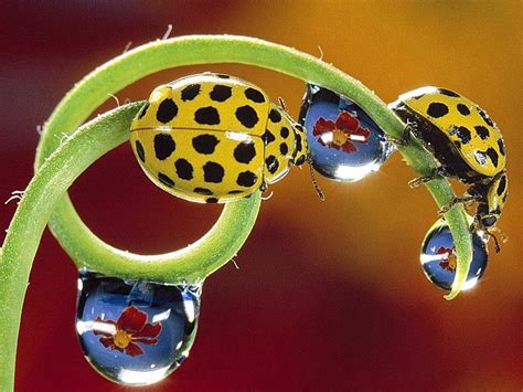 Dew Drop And Lady Bugs Drops Lady Bugs Dew Yellow Hd Wallpaper Pxfuel