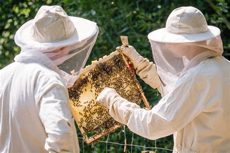 Bienen Liegen Im Trend Immer Mehr Menschen In Deutschland Werden Imker