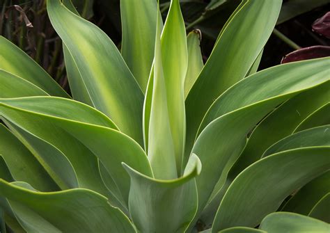 Foliage Plants Evergreen Foliage Plants Audreys Plantmania Page