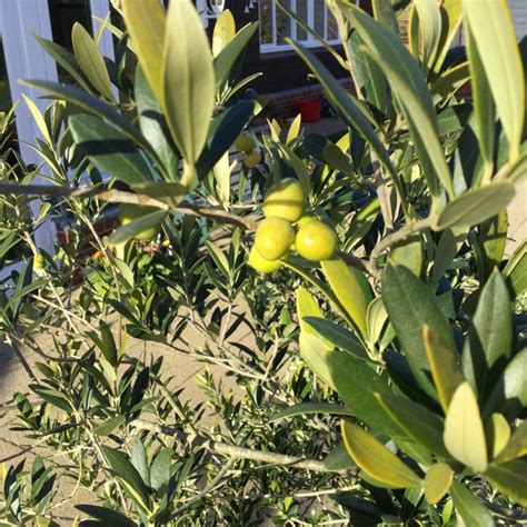 Olea Europaea Correggiola Olive Tree Correggiola Uploaded By