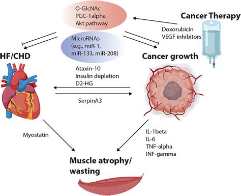 Frontiers Cancer—a Major Cardiac Comorbidity With Implications On