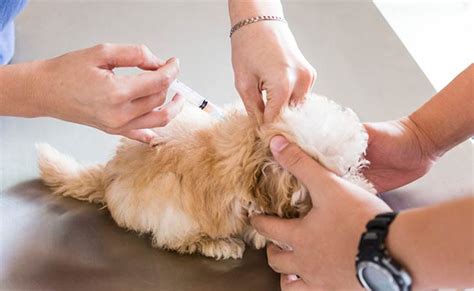 Puppy Shots Schedule: A Complete Guide to Puppy Vaccinations