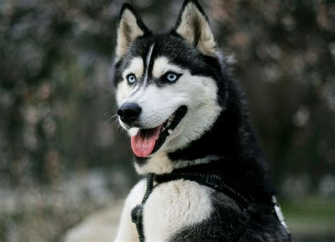 discover  siberian husky traits care  training