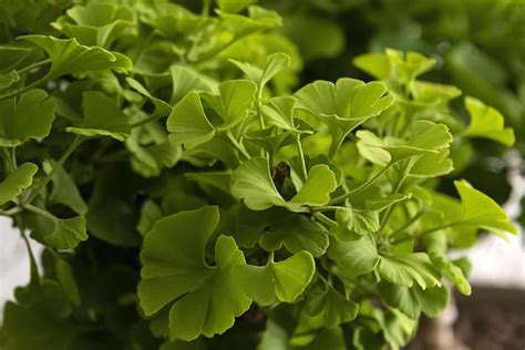 Hojas Verdes De Ginkgo Biloba En Un Rbol Rama De Ginkgo Con Hojas