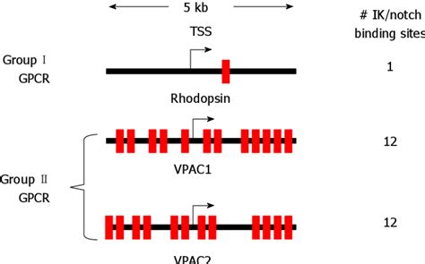 Figure From Vasoactive Intestinal Peptide Signaling Axis In Human