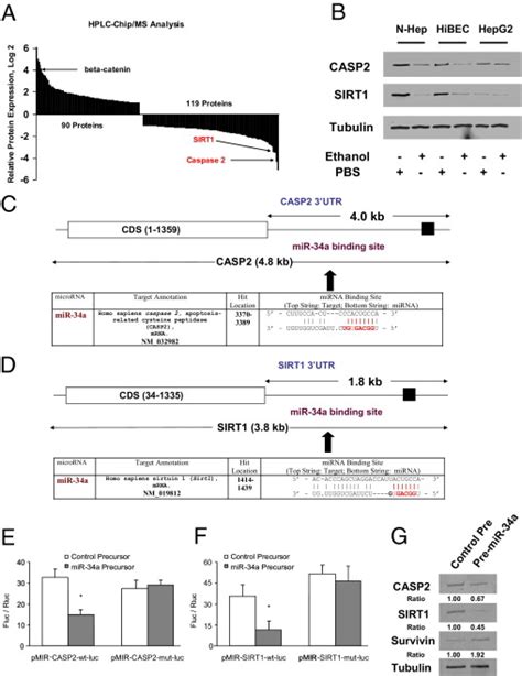 Mir 34a Regulates Expression Of Sirt1 A Identification Of Protein