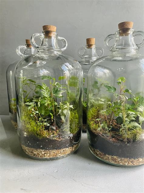 DEMIJOHN BOTTLE TERRARIUM By Glass Gardens London Ecosystem Self