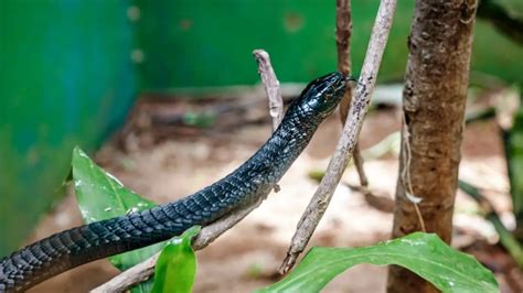 Mamba negra que come donde vive características y curiosidades