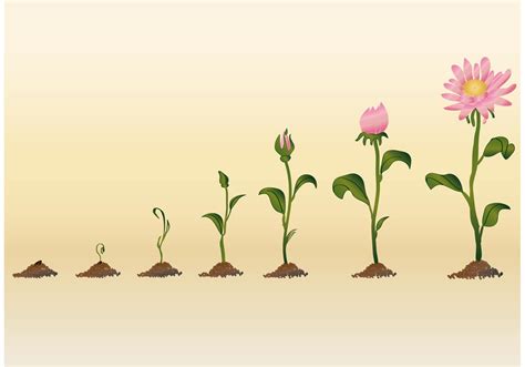 growing flower vectors  vector art  vecteezy