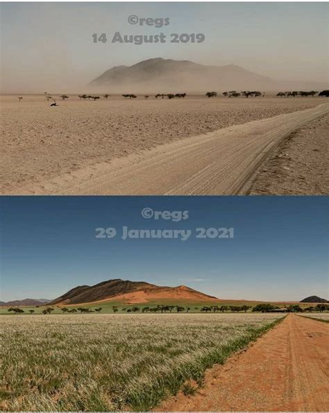 Transformation Of Namibian Dessert After Exceptional Rainfall Last