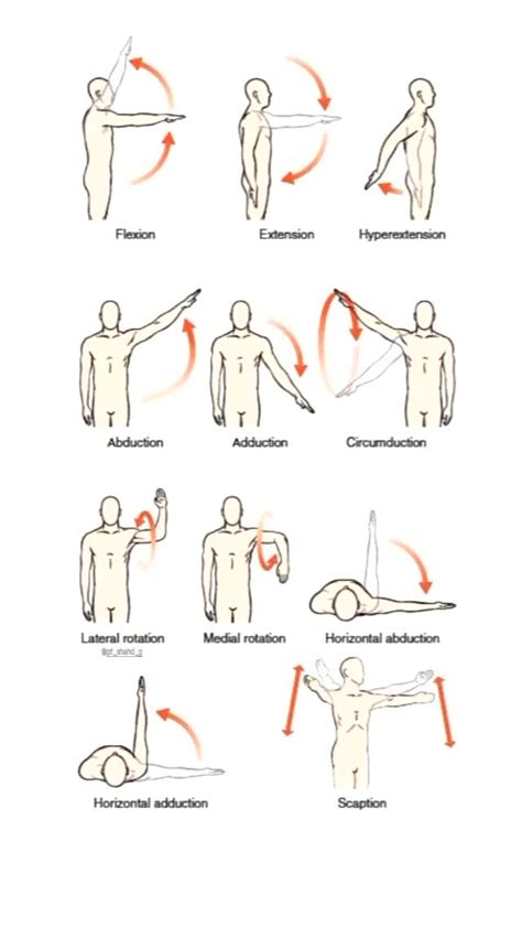 types  movement anatomy anatomical movements   human body