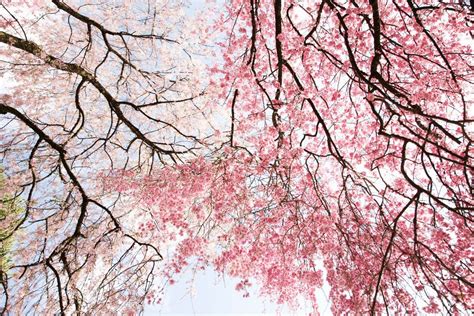 Sakura Flower Meaning Cherry Blossom Symbolism In Japanese Culture