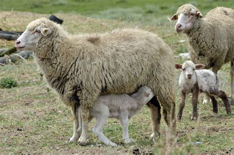 Agnello Delle Pecore Fotografia Stock Immagine Di Prato