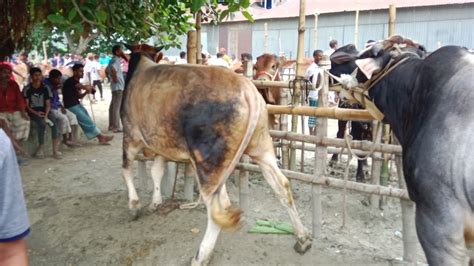 তোরাবগঞ্জ গরুর হাটকাঁপাচ্ছে আসমত ভাইয়ের রশি বিহীন সবচেয়ে বড় গরু