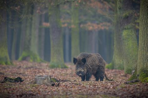 Afrikanische Schweinepest Asp Tierschutz Und Tiergesundheit