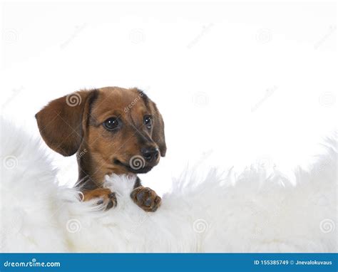 Funny Looking Puppy Wiener Dog Isolated On White Stock Image Image