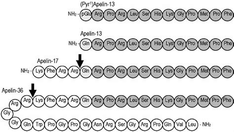 Putative Naturally Occurring Isoforms Of Apelin Showing The Amino Acid Download Scientific