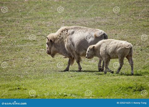 White American Bison And Baby Grazing In A Field Stock Image Image Of