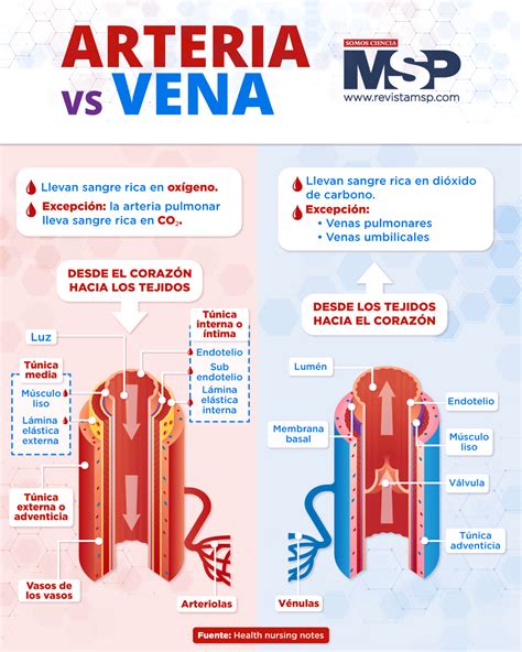 Arteria VS Vena