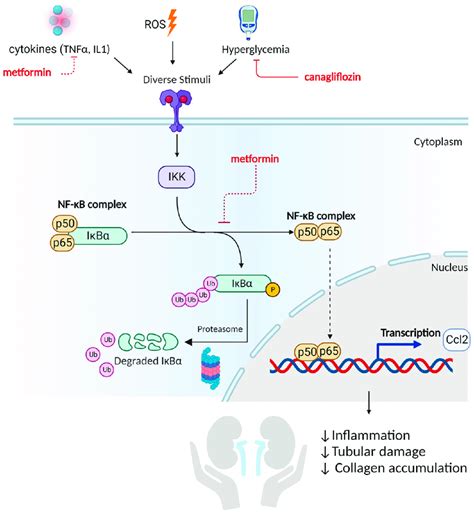 Reduced Activation Of The Nf κb Pathway As A Mediator Of Metformins Download Scientific