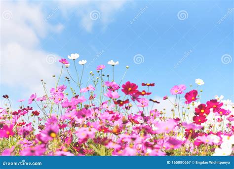 Cosmos Coloridos De Flores Cor De Rosa No Jardim Sobre Fundo Azul Claro