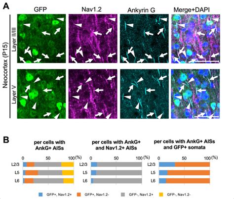 Cells With Nav1 2 Positive Axon Initial Segments AISs Are Mostly