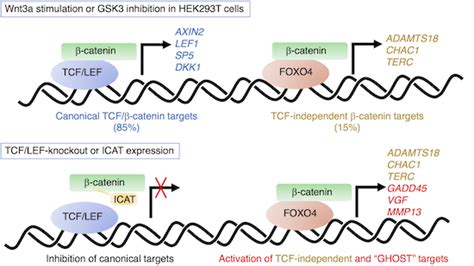 TCF LEF dependent and independent transcriptional regulation of Wnt β