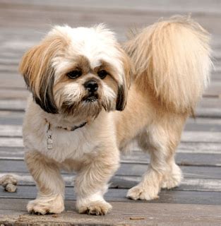 More About the Shih Tzu Lhasa Apso Mix aka the Shih Apso - Dogable