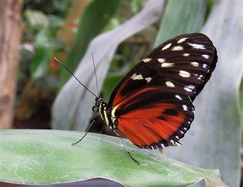 Heliconius 03 Vlindertuin Nederland Natuurfotografie