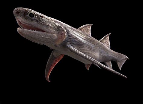 Ancient ‘sharks’ may have appeared 15m years earlier than previously ...